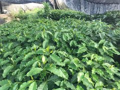 咖啡种植技术:前街咖啡从育苗到采收